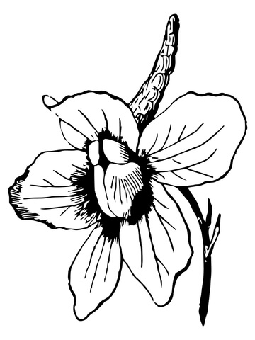 Larkspur Flower Coloring Page